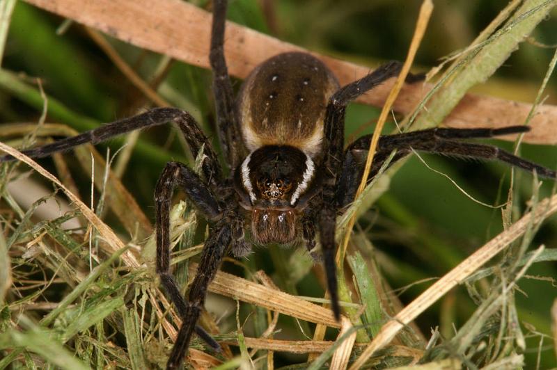 Dolomedes_fimbriatus_D5117_Z_91_Canal du Nivernais_Frankrijk.jpg